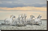 Camargue Horses - France