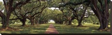 Enchanted Oaks