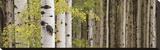 White Forest Standing