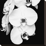 Orchid Portrait I