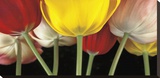 Sunshine Tulips