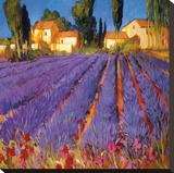Late Afternoon  Lavender Fields