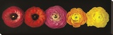 Ranunculus