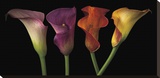 Jewel Calla Lilies