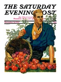 "Bushel of Apples " Saturday Evening Post Cover  November 14  1931