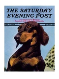 "Dachshund " Saturday Evening Post Cover  May 14  1938