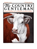 "Head of Steer " Country Gentleman Cover  September 22  1923
