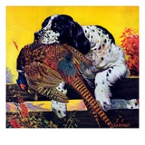 "Retriever with Pheasant "November 1  1934