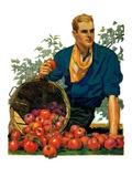 "Bushel of Apples "November 14  1931