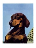 "Dachshund "May 14  1938