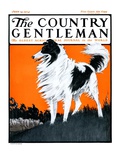 "Sheepdog Oversees Flock " Country Gentleman Cover  June 14  1924