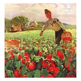 "Picking Tomatoes "September 1  1945