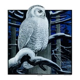 "Snowy Owl in Forest at Night "January 12  1924