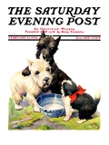 "Cat Guards Bowl of Milk " Saturday Evening Post Cover  February 27  1926