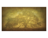 St Joe Plantation Oak in Fog 3