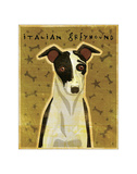 Italian Greyhound (Black & White)