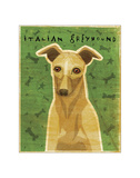 Italian Greyhound (Fawn)