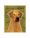 Rhodesian Ridgeback