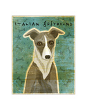 Italian Greyhound (White & Grey)