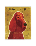 Irish Setter