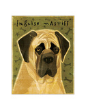 English Mastiff