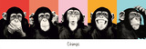 The Chimp - pop