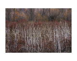 Teasel and Rosehips III