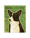 Cardigan Welsh Corgi