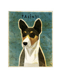 Basenji (Tri-Color)