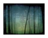 Monterey Pines in Fog 2