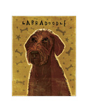 Chocolate Labradoodle