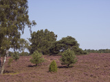 Landscape with Flowering Heather Calluna Vulgaris