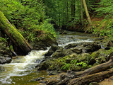 Small Forest Stream Landscape