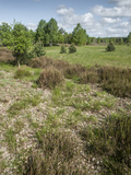 The Schönower Heath in Brandenburg