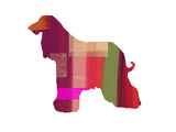 Afghan Hound 2