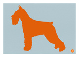 Standard Schnauzer Orange
