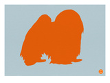 Japanese Chin Orange