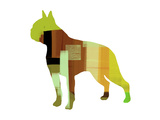 Boston Terrier