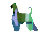 Afghan Hound 1