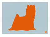 Yorkshire Terrier Orange