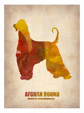 Afghan Hound Poster