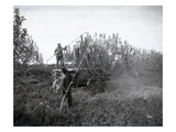 Spraying Fruit Trees  Yakima Valley  1915