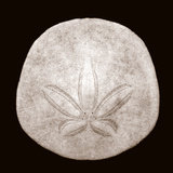 Sand Dollar - Duotone