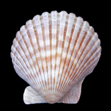 Seashell