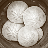 Sand Dollars - Duotone
