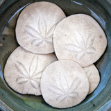 Sand Dollars