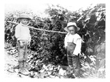 Boys with Grapes  Granger  WA  1911