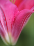 Close up  Lily