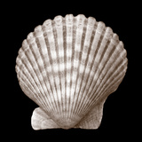 Seashell - Duotone