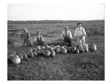 Men Eating Watermelon in Field Near Moses Lake  WA  1911